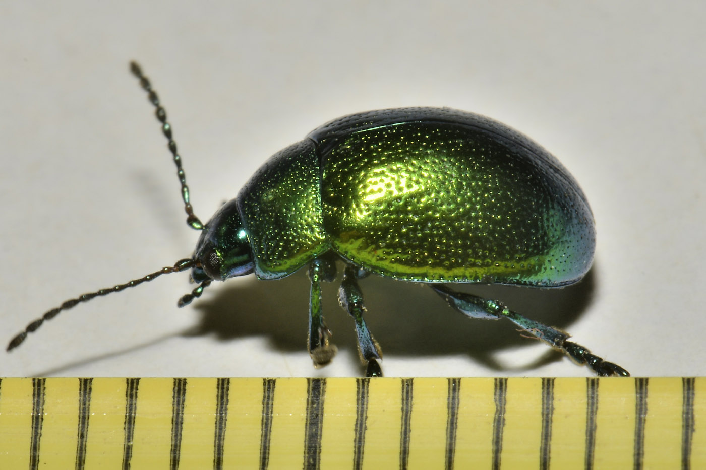 Chrysomelidae: Chrysolina herbacea? Sì